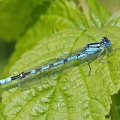 Common Blue Damselfly (Enallagma cyathigerum) Alan Prowse